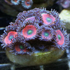 Everlasting Gobstoppers Zoa