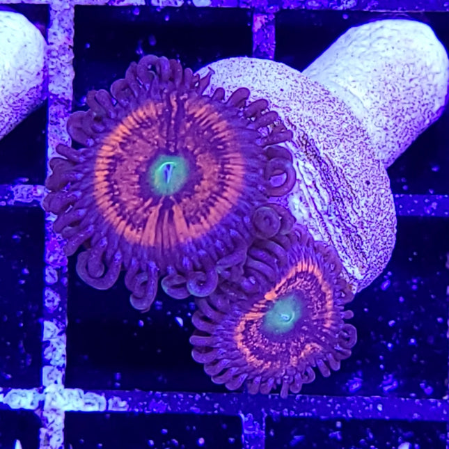 Everlasting Gobstoppers Zoa