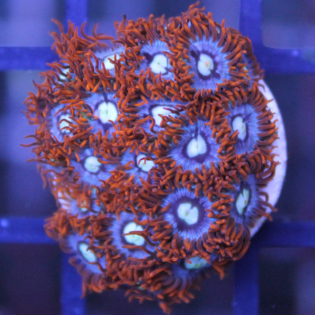 Buy Fire and Ice Zoa in Canada Zoanthus/Palythoa sp. - J&L Aquatcs