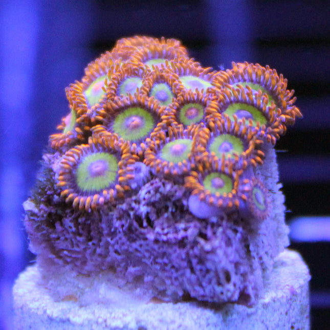 Fruit Loops Zoa