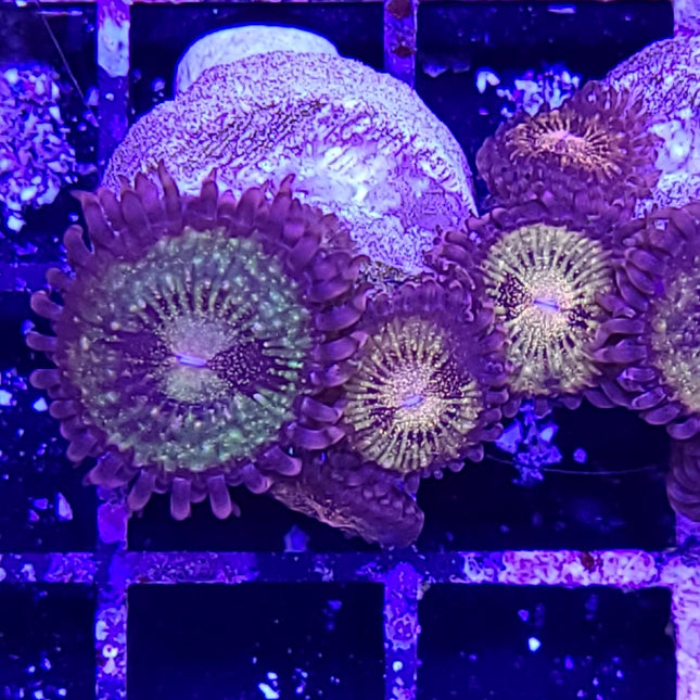 Gold Dust Zoa