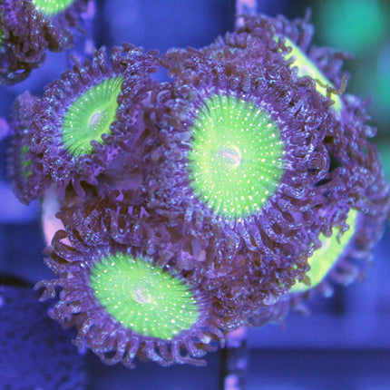 Granny Apple Smith Zoa