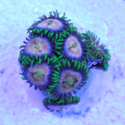 Laser Lemon Zoa