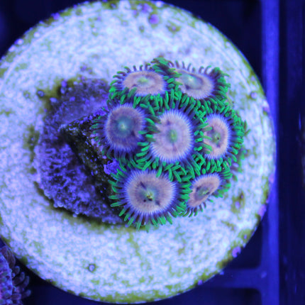 Laser Lemon Zoa