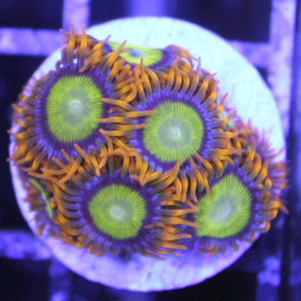 Buy Mandarin Orange Zoa in Canada Zoanthus/Palythoa sp. - J&L Aquatcs