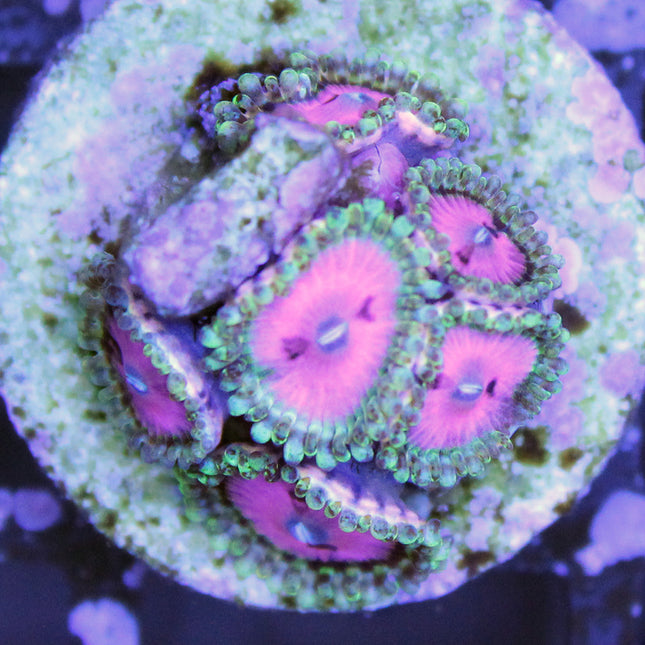 Pink Diamond Zoa