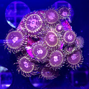 Pink Halucination Zoa