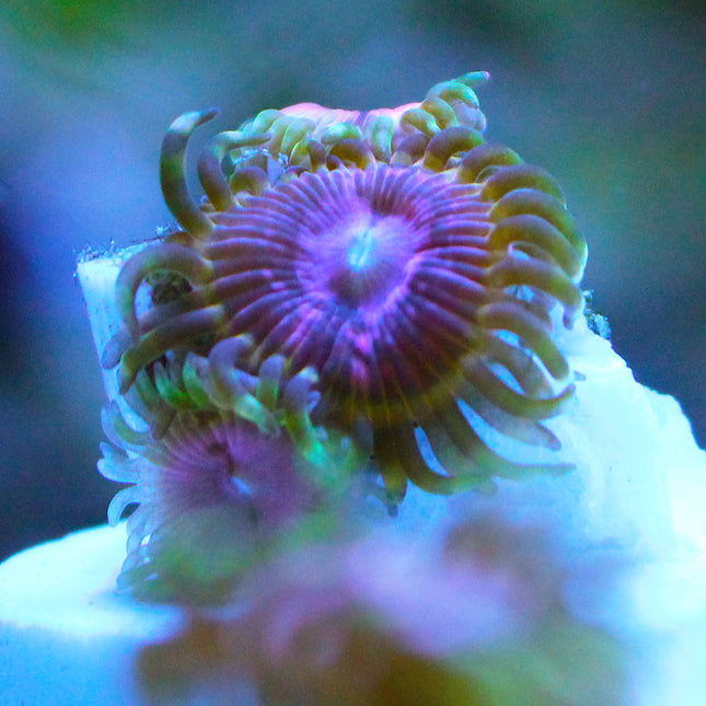 Pink Halucination Zoa