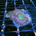 Pink Hippo Zoa