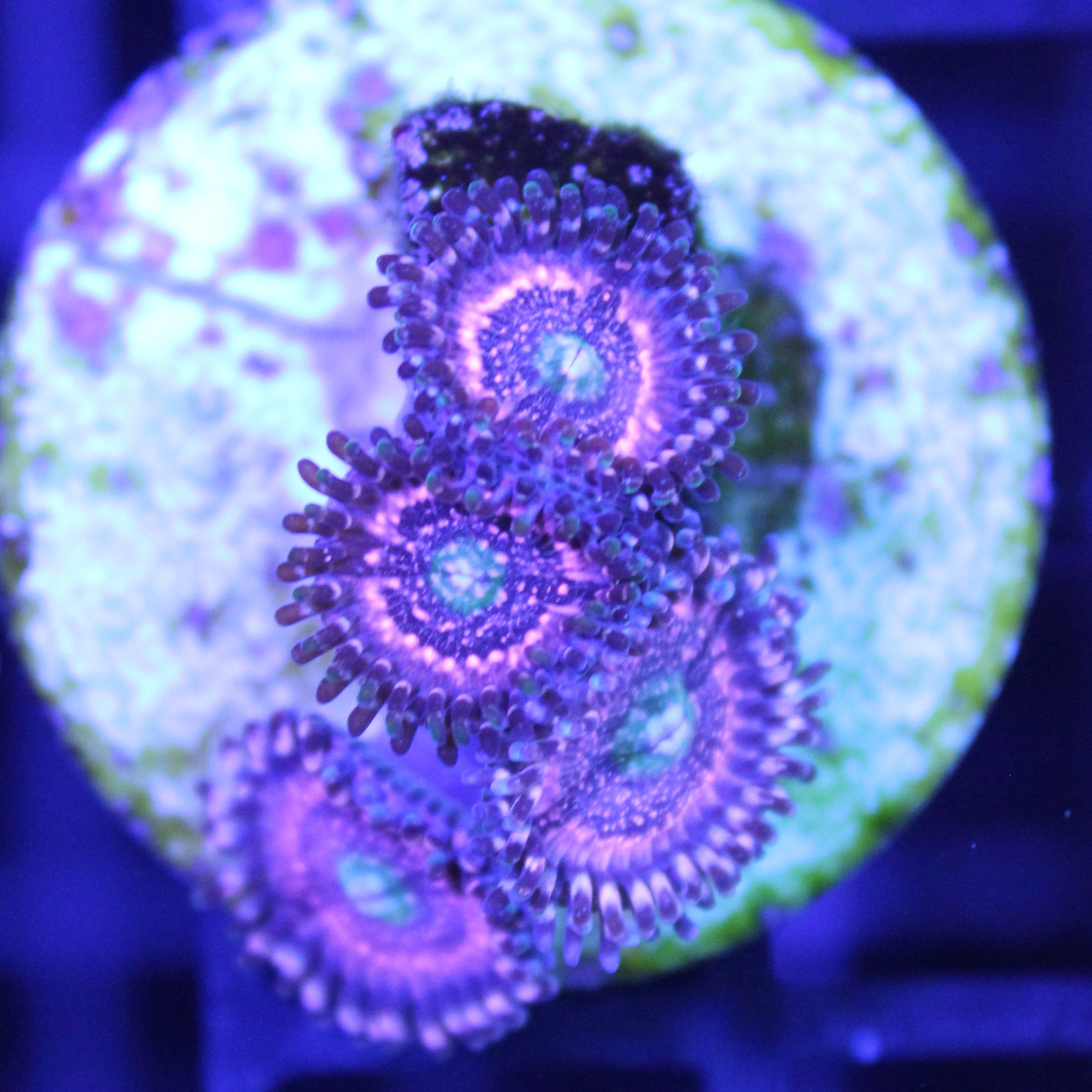 Pink Zipper Zoa | JLAquatics Canada – J&L Aquatics Ltd.