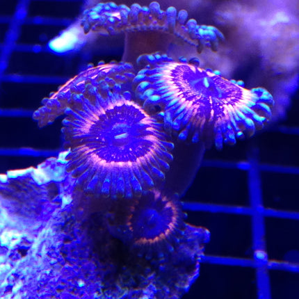 Pink Zipper Zoa