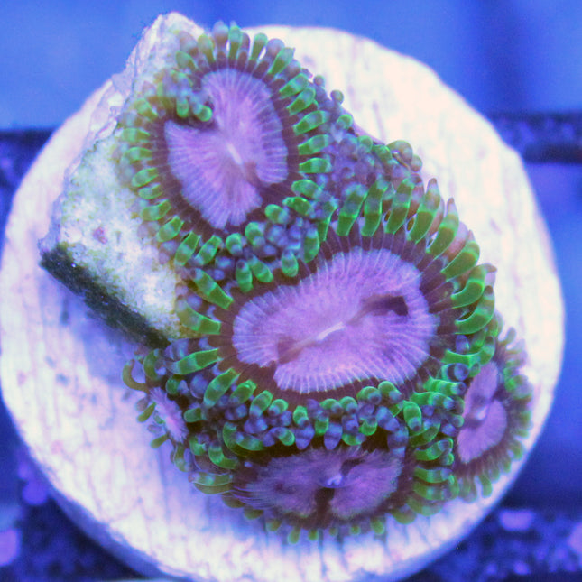 Purple Monster Zoa