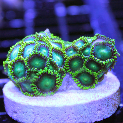 Radioactive Dragon Eye Zoa