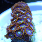 Rainbow Hornet Zoa