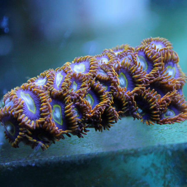 Rainbow Hornet Zoa