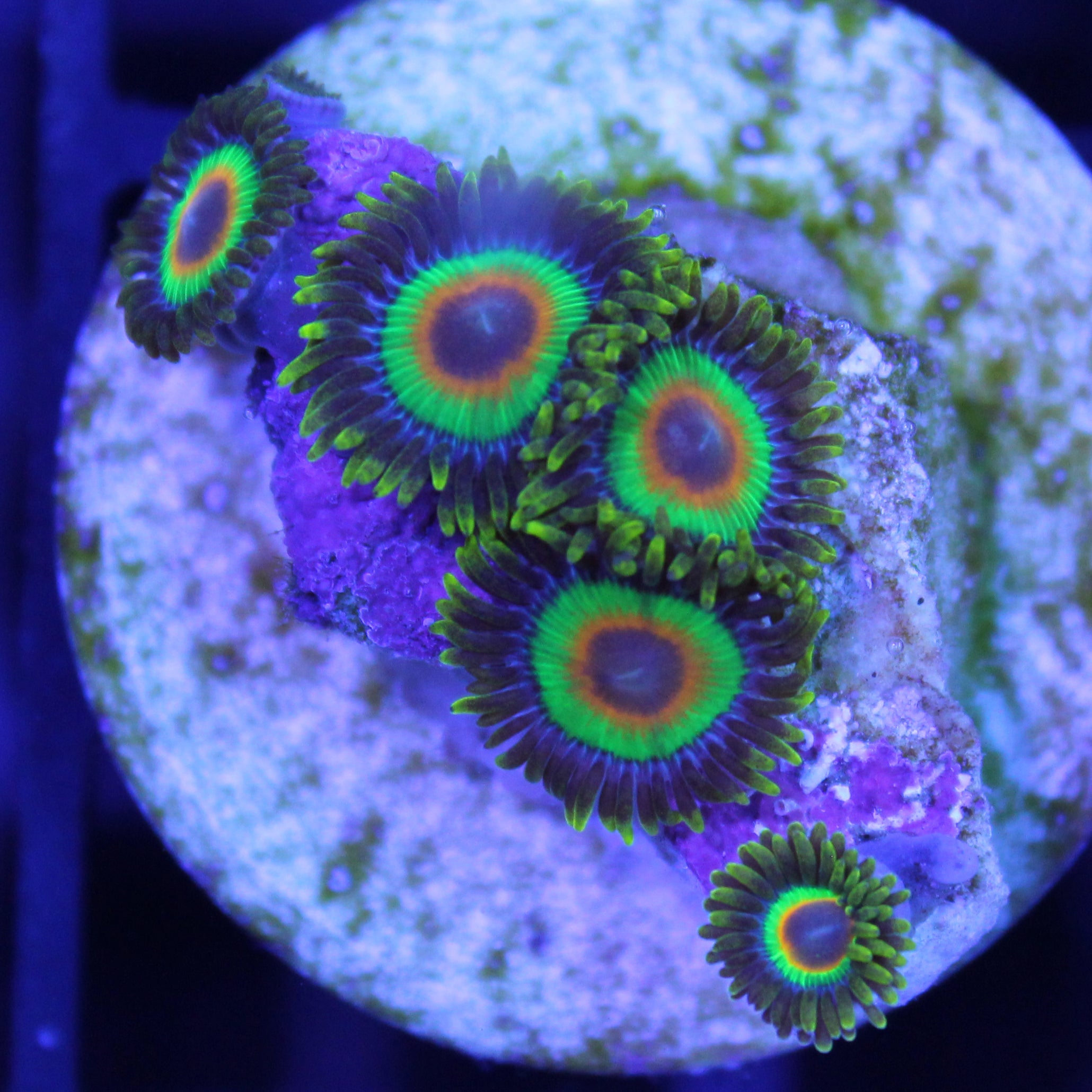 Rasta Zoa | JLAquatics Canada – J&L Aquatics Ltd.
