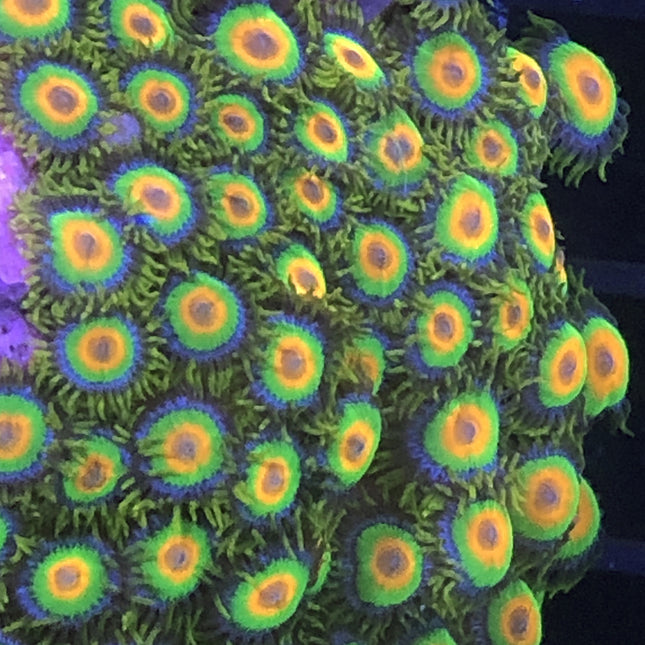 Rasta Zoa