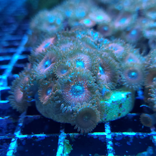 Red Magician Zoa