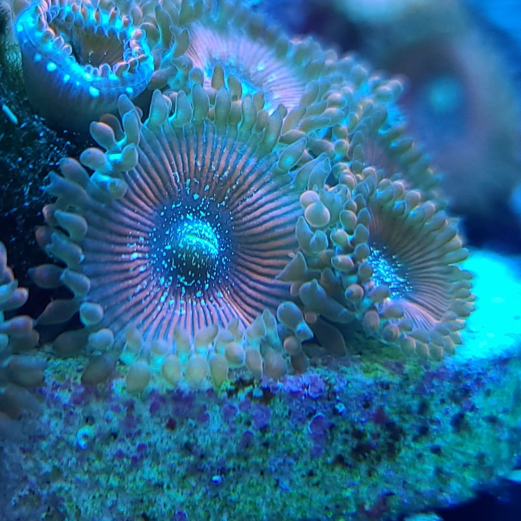 Red Magician Zoa