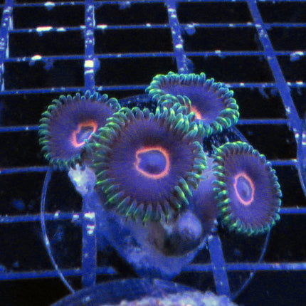 Red Ring Purple Heart Zoa