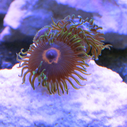 Red Ring Purple Heart Zoa