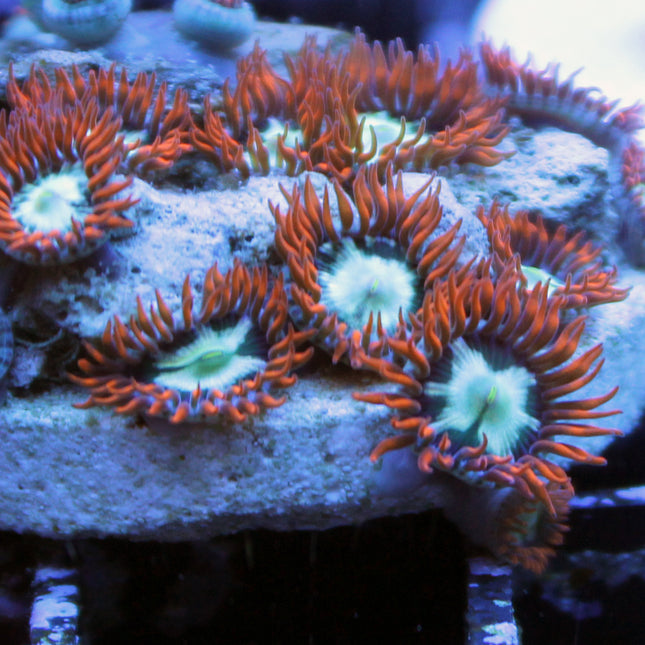 Ring of Fire Zoa