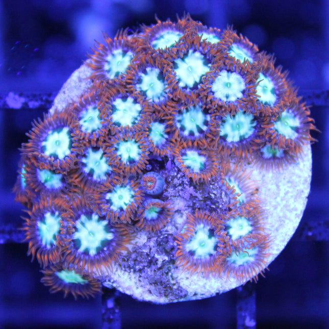 Ring of Fire Zoa