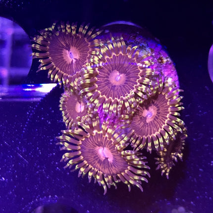 Space Chaos Zoa