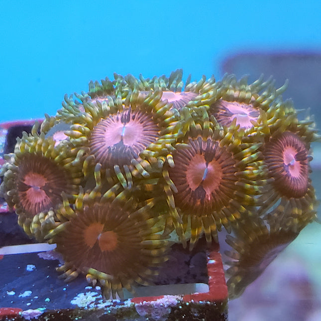 Space Chaos Zoa