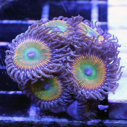 Sunny Delight Zoa