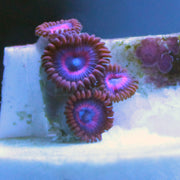 UFO Hornet/Vivid Stingers Zoa