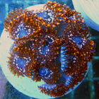 Buy Utter Chaos Zoa in Canada Zoanthus/Palythoa sp. - J&L Aquatcs