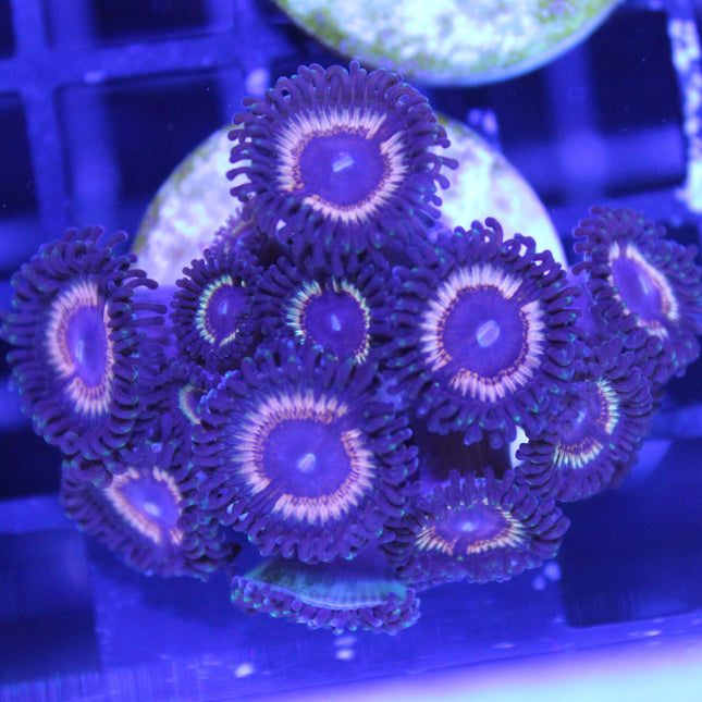 Vampire Eye Zoa