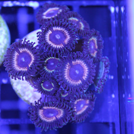 Vampire Eye Zoa