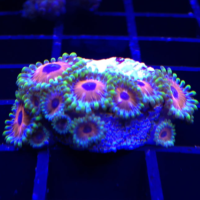 Buy Watermelon Zoa in Canada Zoanthus/Palythoa sp. - J&L Aquatcs