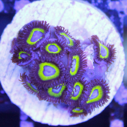 Wolverine Zoa