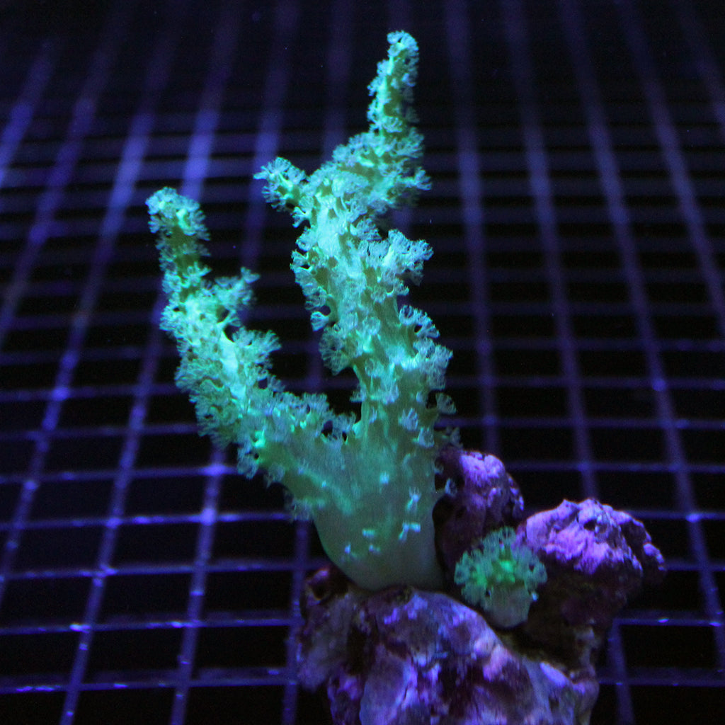 coral reef  Leather - Finger - Long - Colored | JLAquatics Canada – J&L