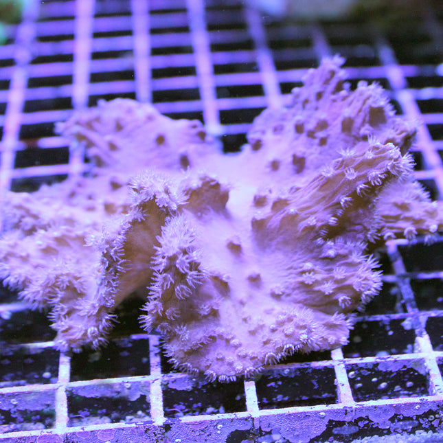 Cabbage Coral