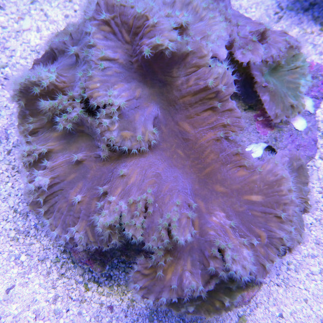 Cabbage Coral