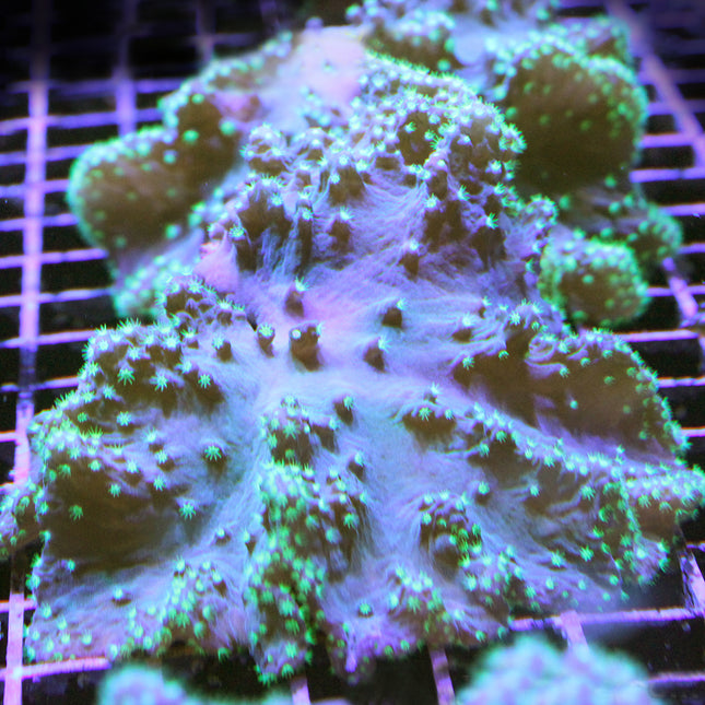 Ultra Cabbage Coral