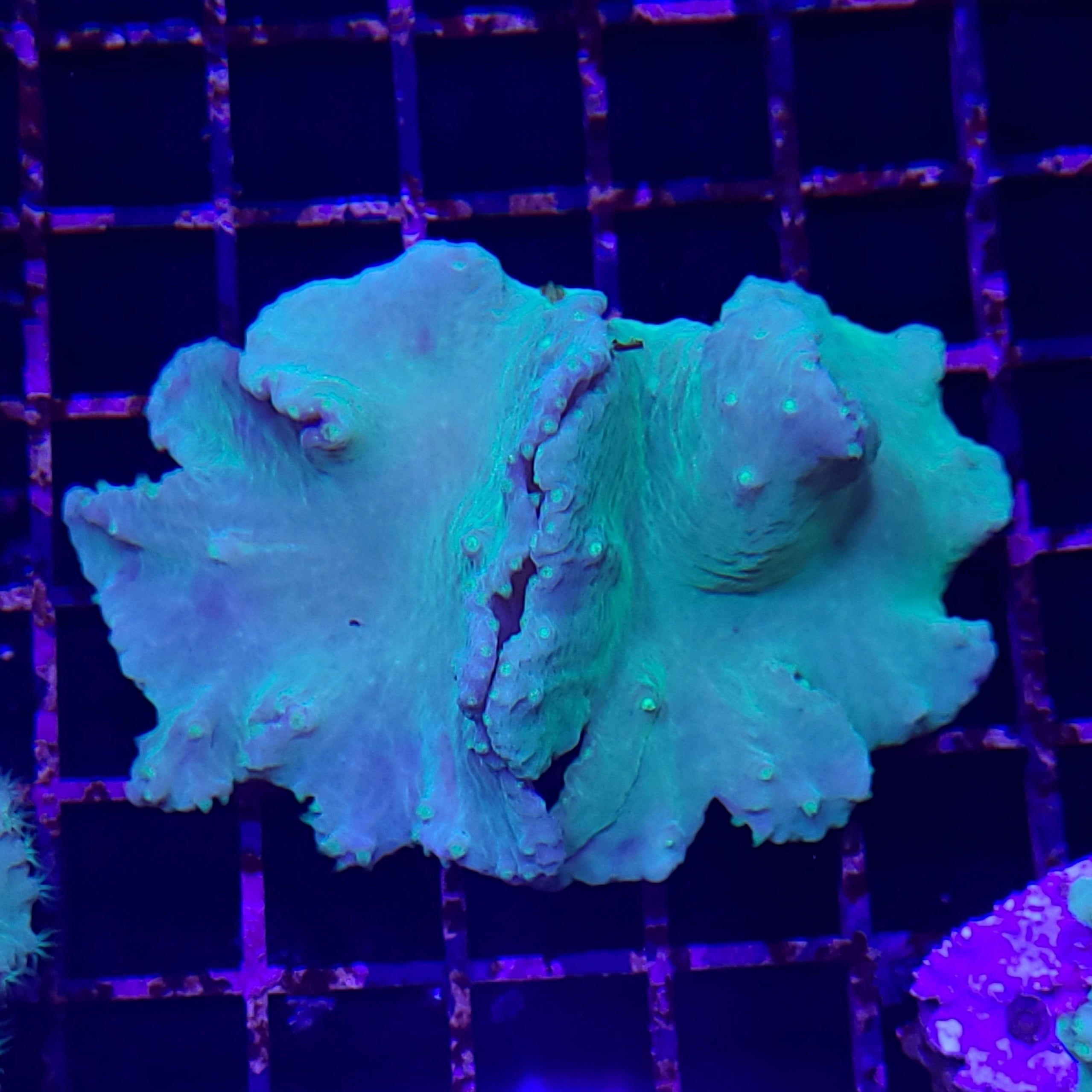 Ultra Cabbage Coral | JLAquatics Canada – J&L Aquatics Ltd.