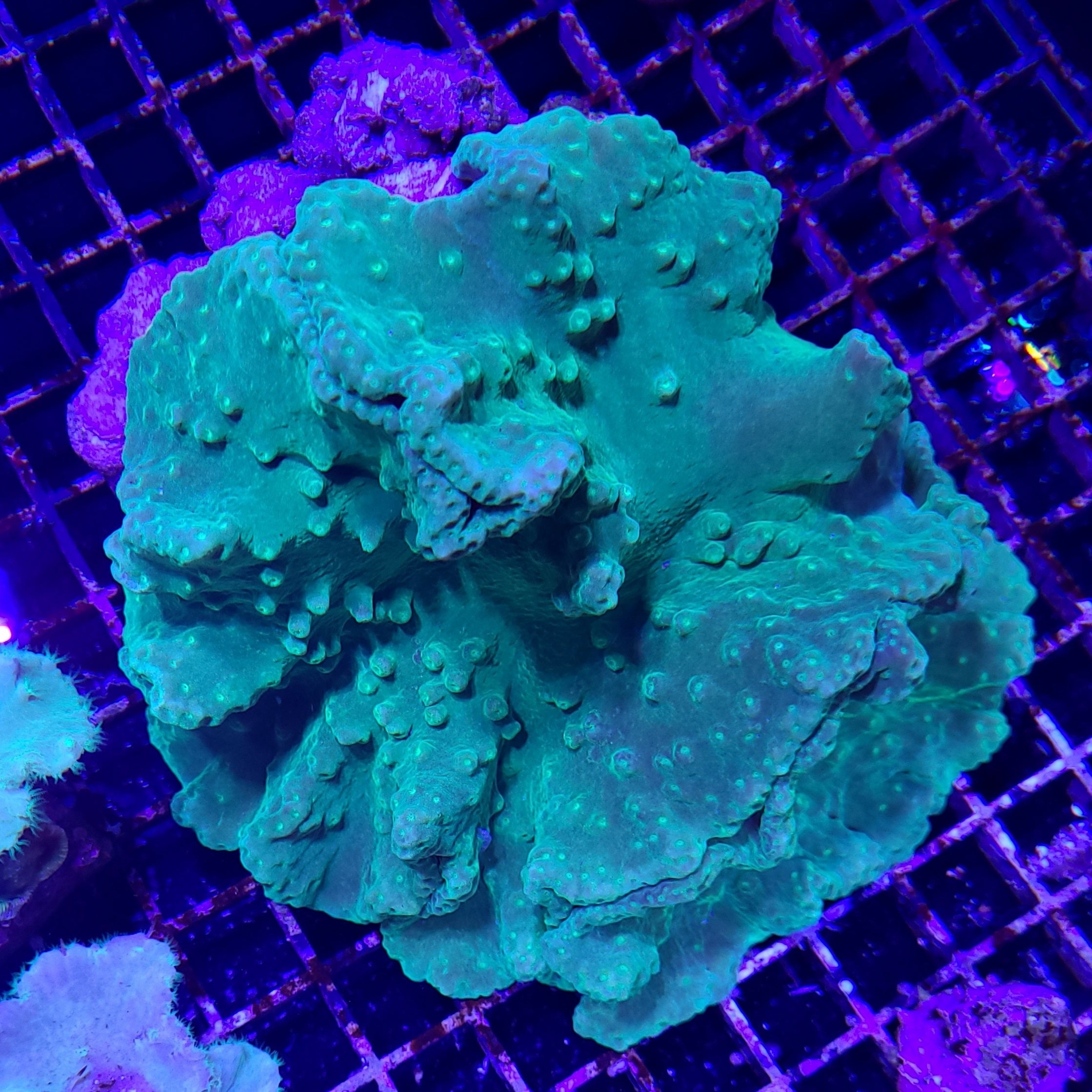 Ultra Cabbage Coral | JLAquatics Canada – J&L Aquatics Ltd.