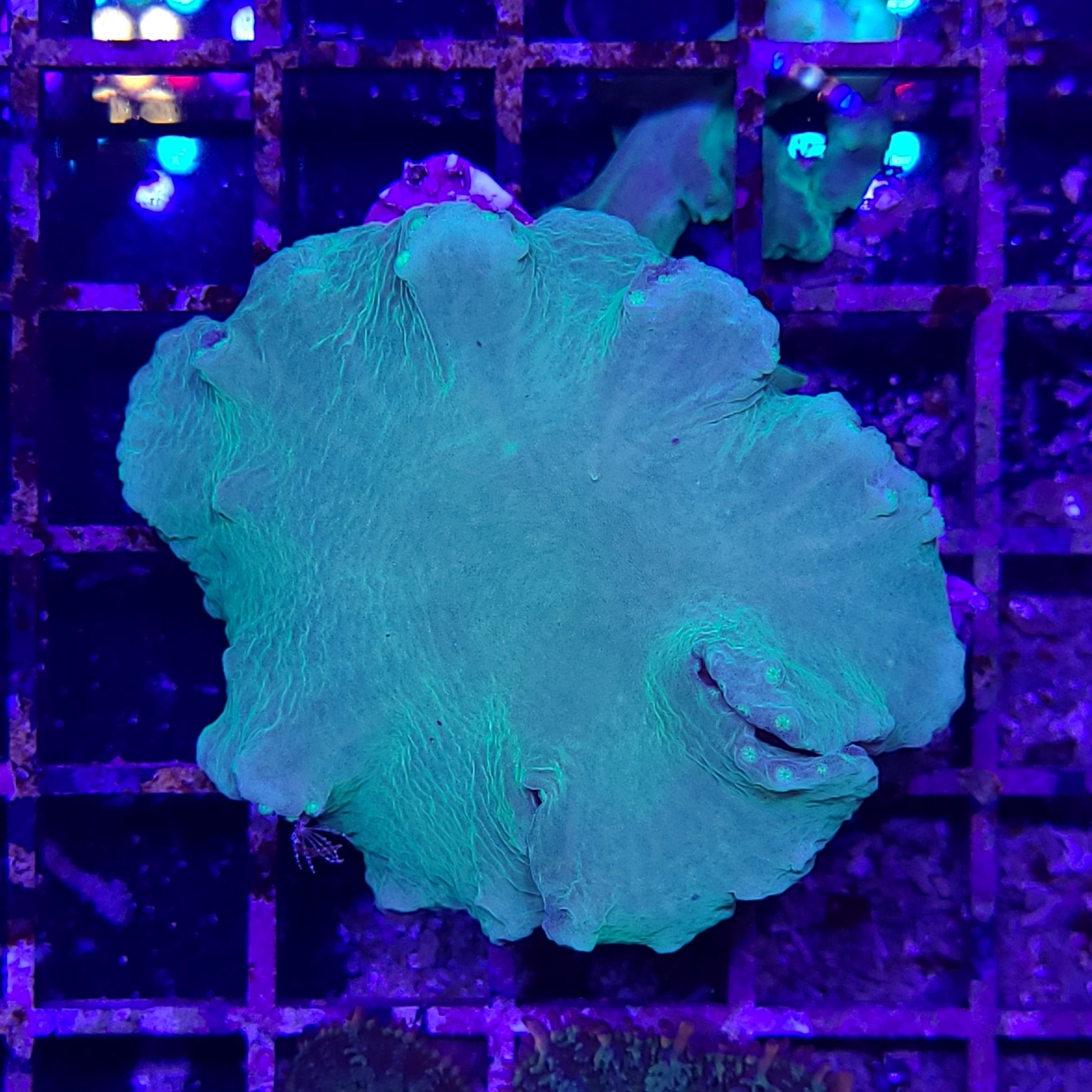 Ultra Cabbage Coral