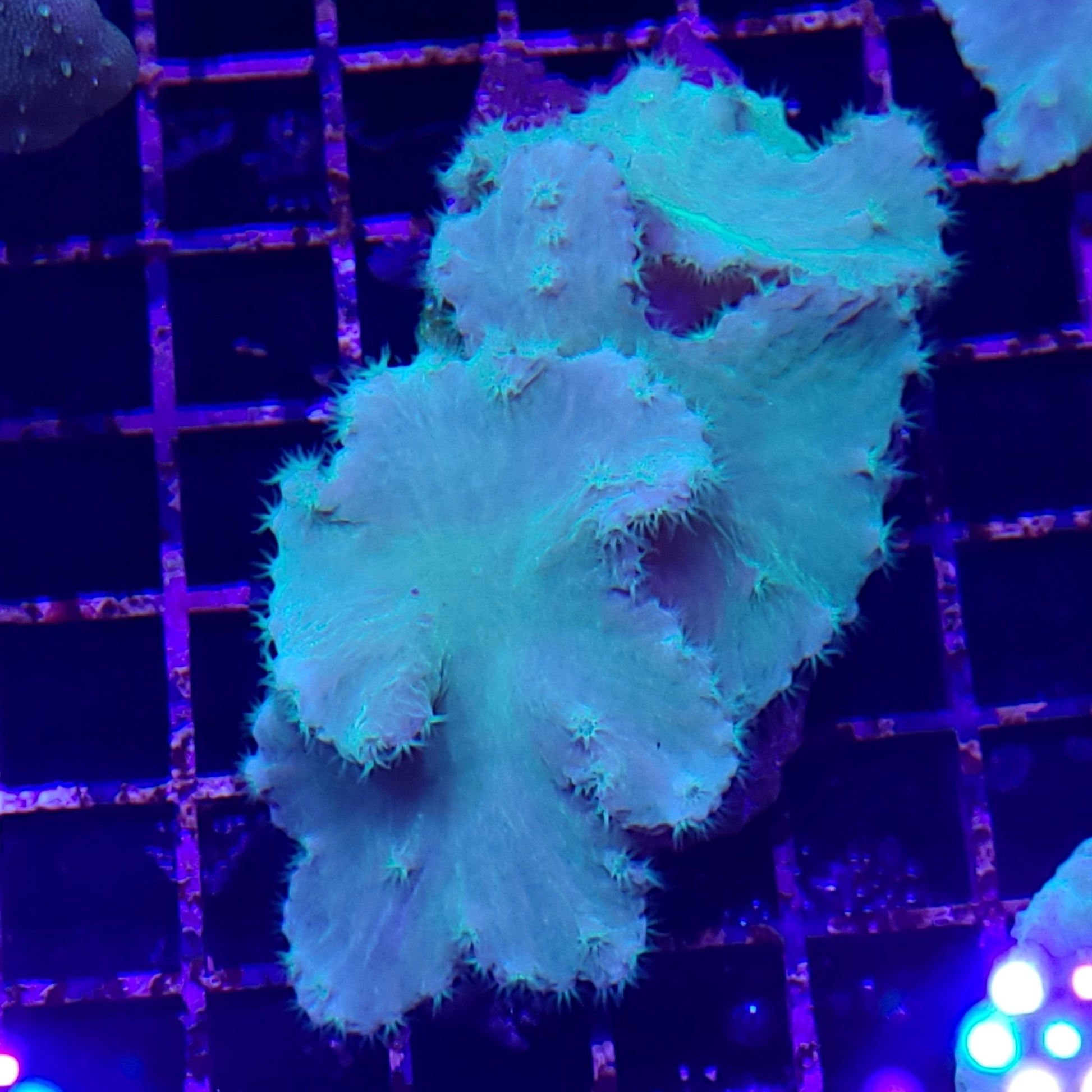 Ultra Cabbage Coral