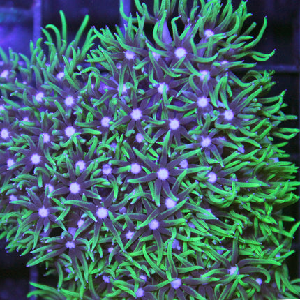 Buy Green Star Polyp in Canada Pachyclavularia sp. - J&L Aquatcs