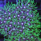 Buy Green Star Polyp in Canada Pachyclavularia sp. - J&L Aquatcs