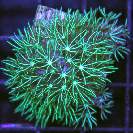 Green Star Polyp