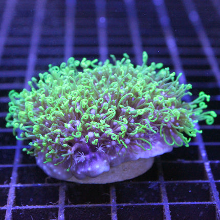 Green Star Polyp