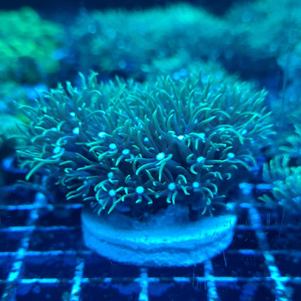 Green Star Polyp