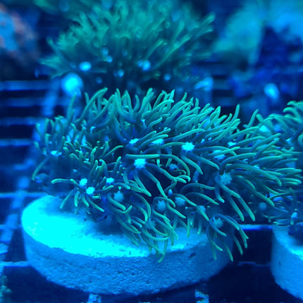 Green Star Polyp